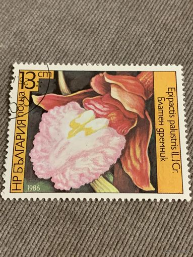Болгария 1986. Цветы. Epipactis Palustris. Марка из серии
