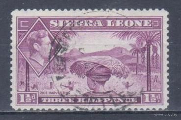 [2006] Британские колонии. Сьерра Леоне 1938. Георг VI.Уборка риса.1,5d. Гашеная марка.