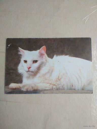 Карманный календарик. Кошки . 1996 год