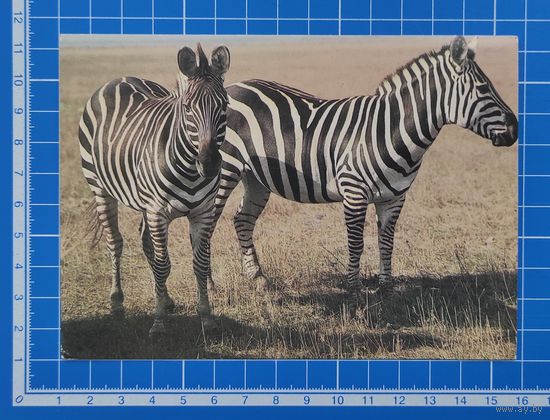Открытка 1987 год. "Зебры". Фото В. Истомина.