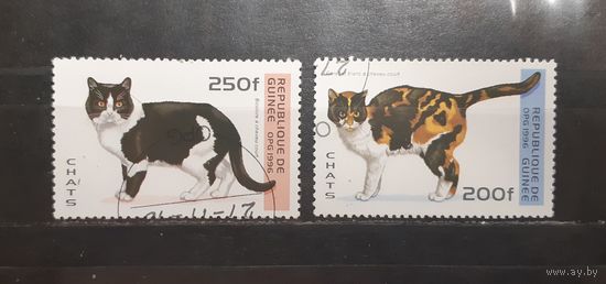 Республика Гвинея. 1996 год. Фауна. Кошки (760)