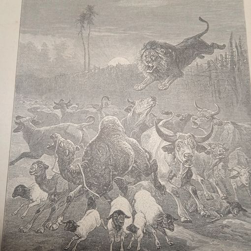 Нападение льва. Энциклопедическая гравюра СПБ. 19-20века 24х16см.