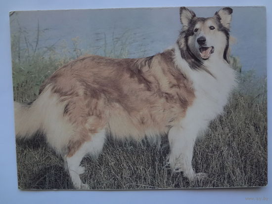 Календарик 1993 г.  Колли. (94).