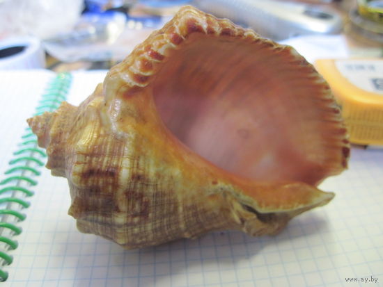 Ракушка морская с рубля!