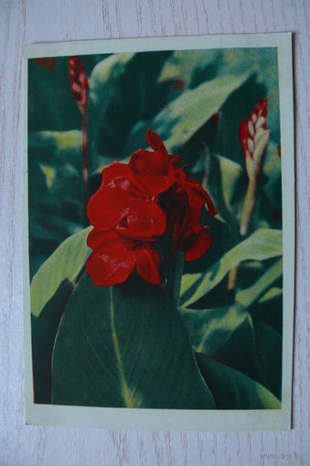 Шраде Р., Канны; 1963, подписана.