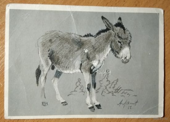 Лаптев А. Ослик. 1956 г. Чистая