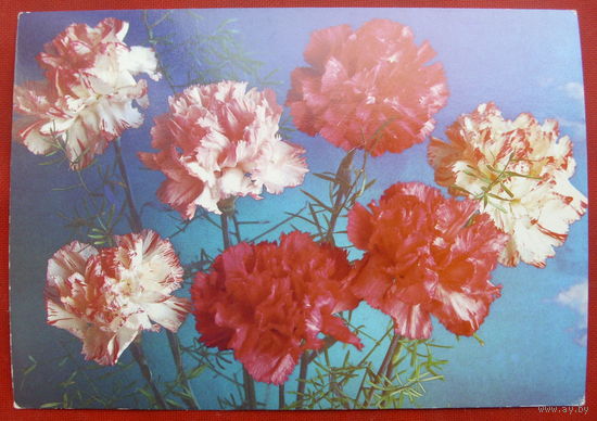 Цветы. Чистая. 1989 года. Костенко. 1150.