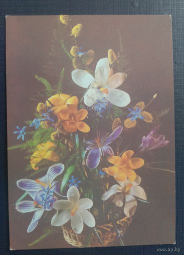 Открытка СССР 1988 Цветы Фото Костенко Чистая