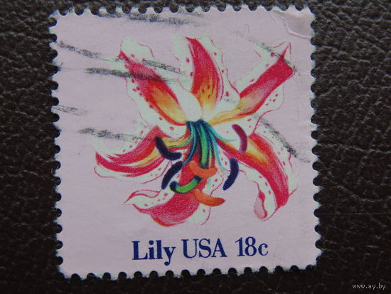 США. Цветы.