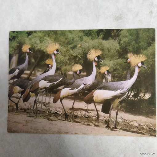 Открытка. Венценосные Журавлев. Фото Г. Мазура. 1987 год