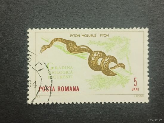 Румыния 1964. Бухарестский зоопарк. Тигровый питон