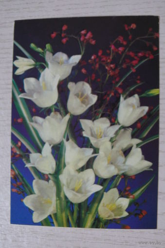 Дергилев И., Цветы, 1988, 1989, чистая.