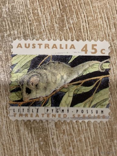 Австралия. Фауна. Little Pygmy Possum. Марка из серии