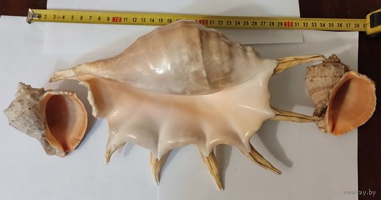 Ракушки морские 3шт