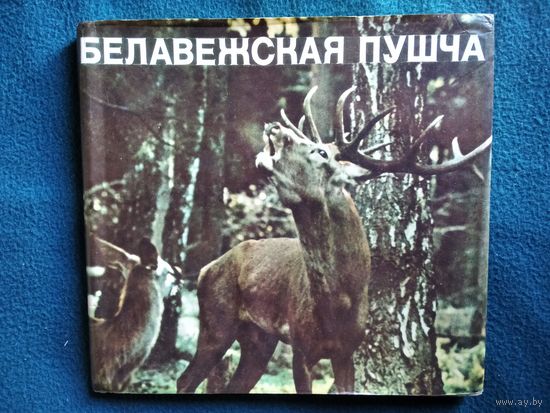Белавежская пушча // Беловежская пуща