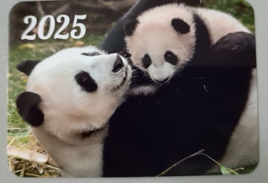 Панды. Календарик, глянец, 2025