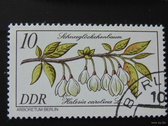 Германия. Цветы.