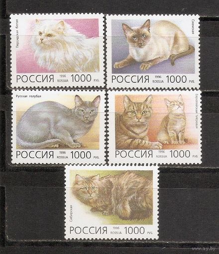 ФФ1 Россия 1996 Кошки