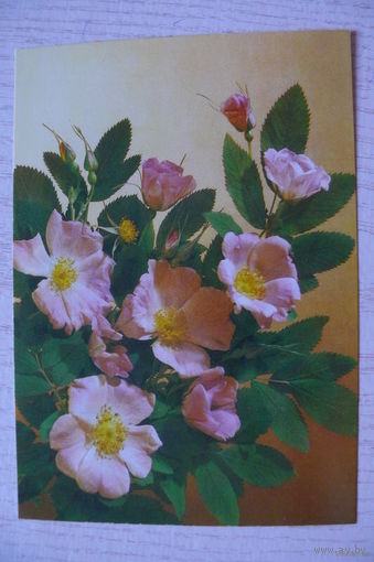 Дергилев И., Цветы, 1987, 1988, чистая (шиповник).