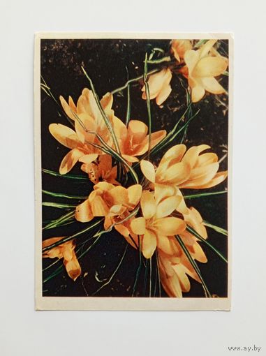 Открытка Крокусы. Фото Е.Игнатович 1962 г. Подписана