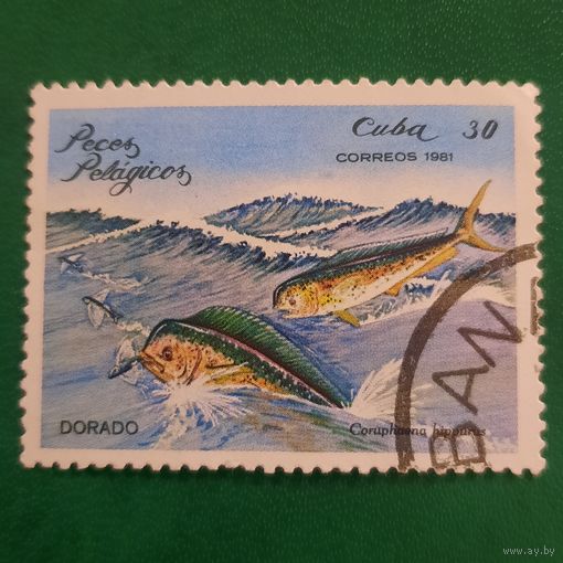 Куба 1981. Фауна. Рыбы. Дорадо. Марка из серии