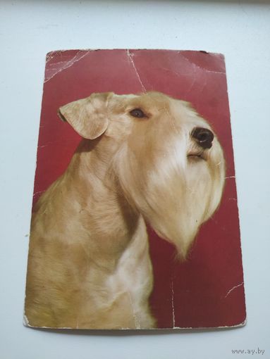 Открытка Терьер Польша 1983 г.