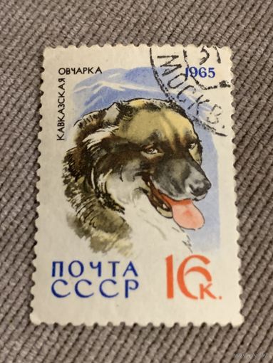 СССР 1965. Кавказская овчарка. Марка из серии