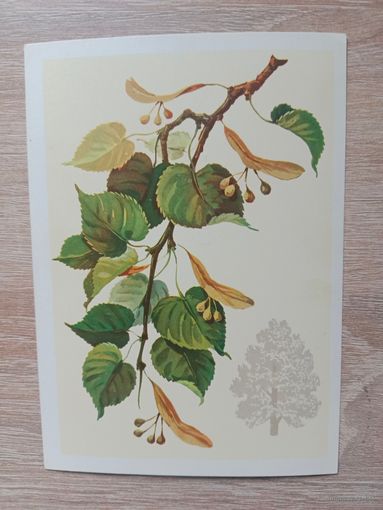 Куртенко,1980 чистая