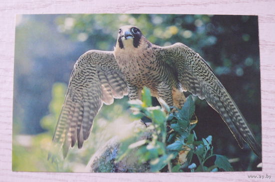 Смирнов Г., Сокол-сапсан; 1985, чистая.