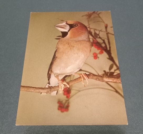 Открытка "Коккотраустес" Германия