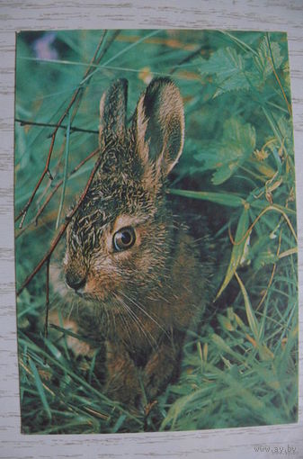 Календарик, 1992-1993, Заяц.