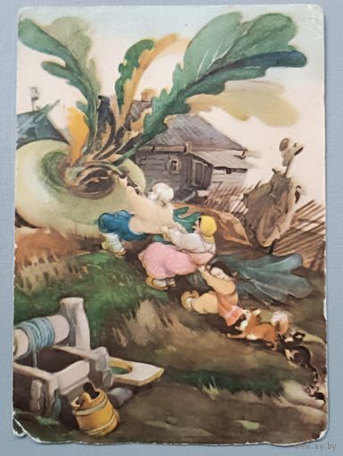 "Репка". Иллюстрация И.А. Кузнецова.  1956г.  Открытка