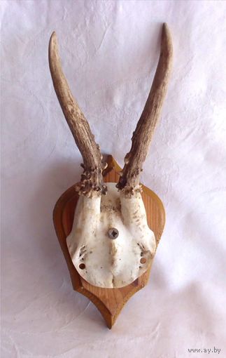 Рога Косуля европейская Охота Трофей Франция 01