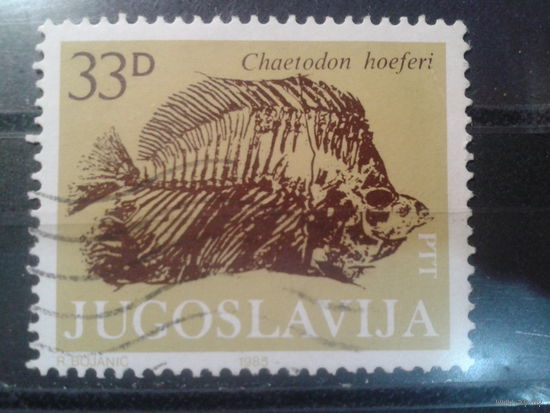 Югославия, 1985. Экспонат музея зоологии, рыба