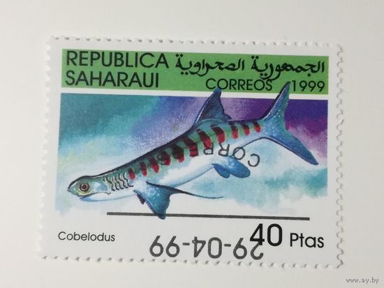 Сахара 1999. Рыбы