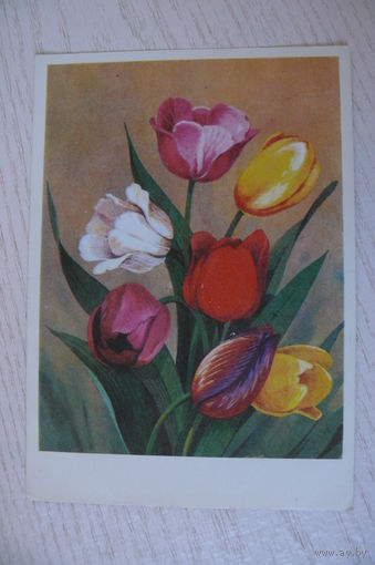 Ряховский Ю., Тюльпаны; 1976, подписана.