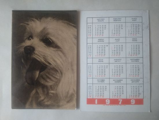 Карманный календарик. Собака.1979 год