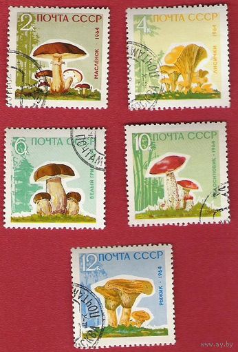 СССР 1964 Грибы (лак)