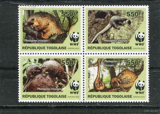 Того. Фауна. Белобрюхий ящер. Квартблок