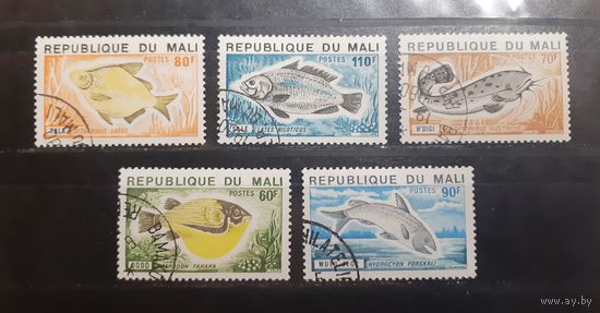 Мали. Фауна. Рыбы (377)
