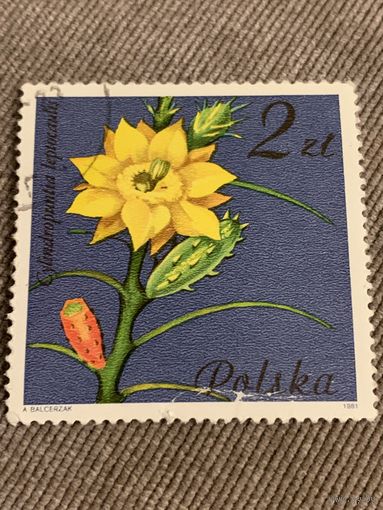 Польша 1981. Цветы. Cylindroptantia. Марка из серии