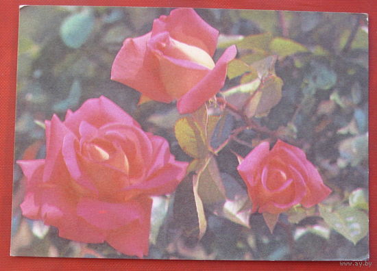 Роза чайно - гибридная. Чистая. 1975 года. Фото Круцко. *27.