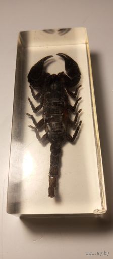 Скорпион в эпоксидке