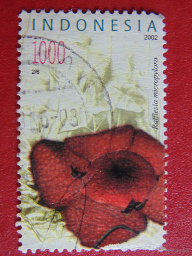 Индонезия 2002г. Микрофлора.