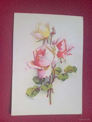 Розы. Октообер 1956 г. Чистая. Кр1.