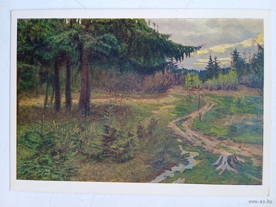 1955. Азгур. Старая ель
