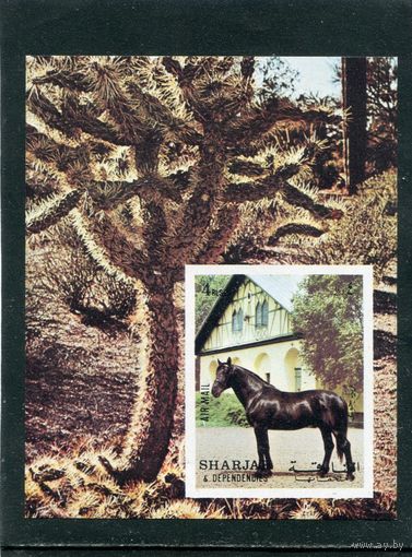 ОАЭ Шарджа. Лошади. Блок