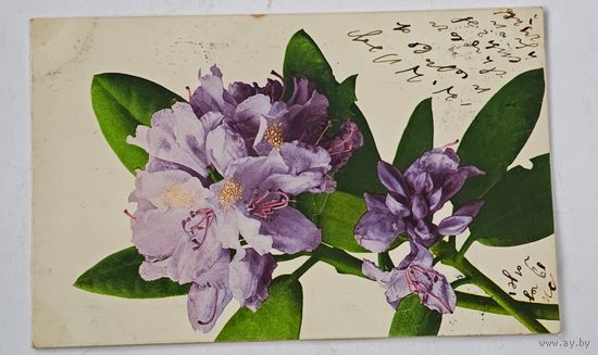 1908 год Либава Открытка