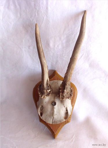 Рога Косуля европейская Охота Трофей Франция 02