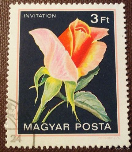 Венгрия 1982. Сорт розы Приглашение. Марка из серии